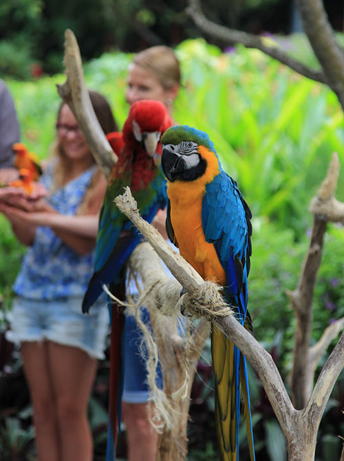 Sentosa-Nature-Discovery