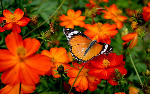 butterfly in the garden