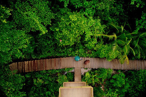 the forests of pulau ubin