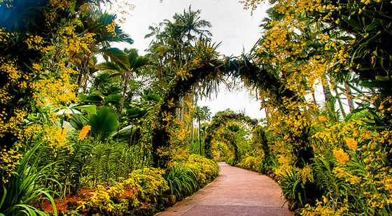 Vườn bách thảo Singapore botanic orchid garden